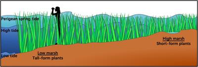 Genetic and Epigenetic Differentiation Across Intertidal Gradients in the Foundation Plant Spartina alterniflora